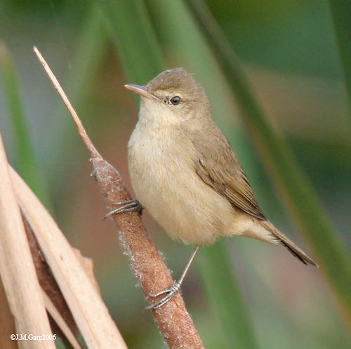 Blunt-winged warbler